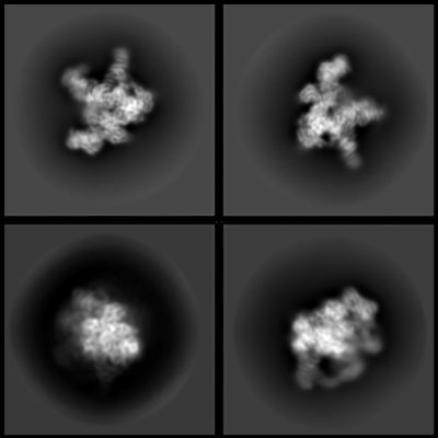 Scientists Uncover Atomic Secrets of Photosynthesis