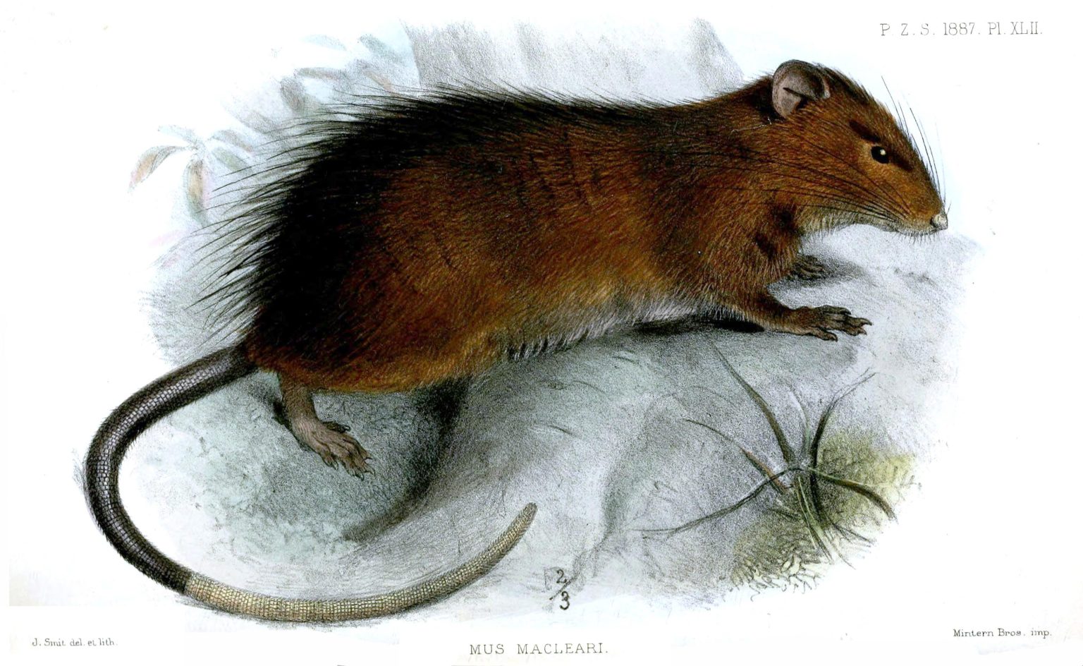 Forget Mammoths – These Scientists Are Working To Resurrect the Extinct ...