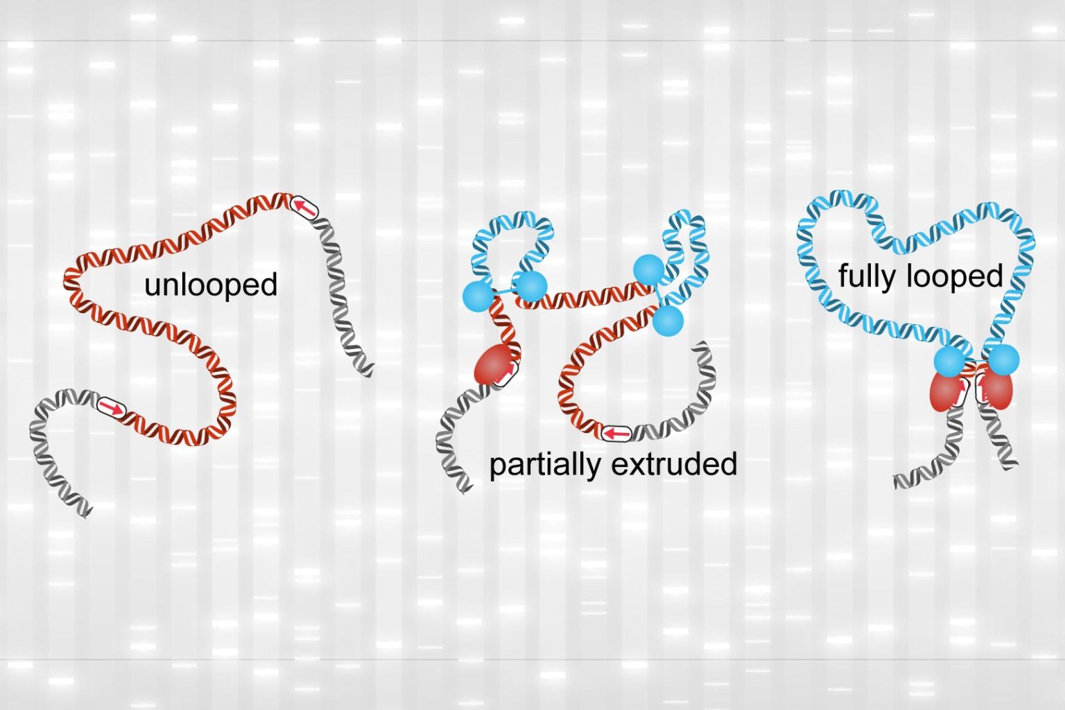 Structures Considered Key to Gene Expression Are Surprisingly Dynamic ...