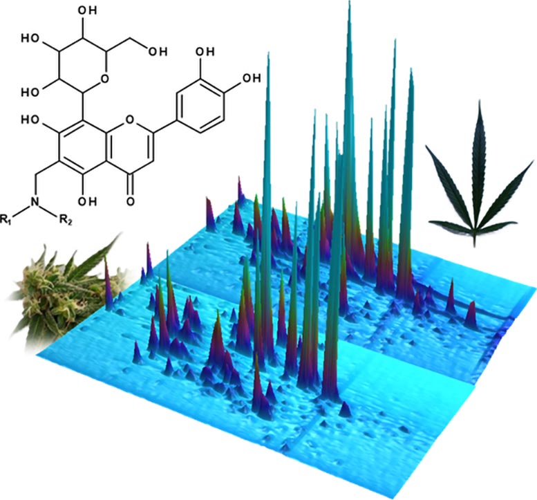 Chromatographic Image of Cannabis Compounds