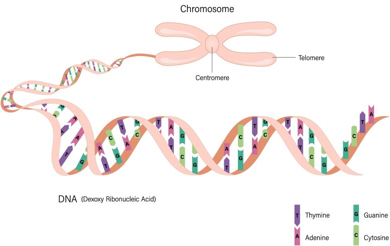 Chromosome DNA Illustration