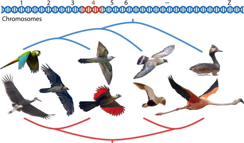 Chromosome Section Responsible for Evolutionary Grouping of Flamingos and Doves