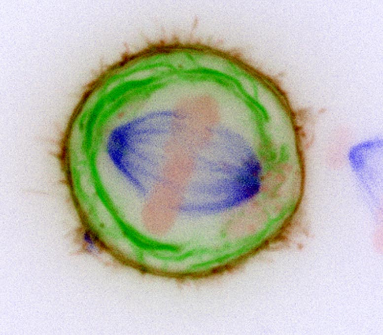 Chromosomes Membranes Living Cell