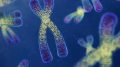 Chromosomes Science Illustration