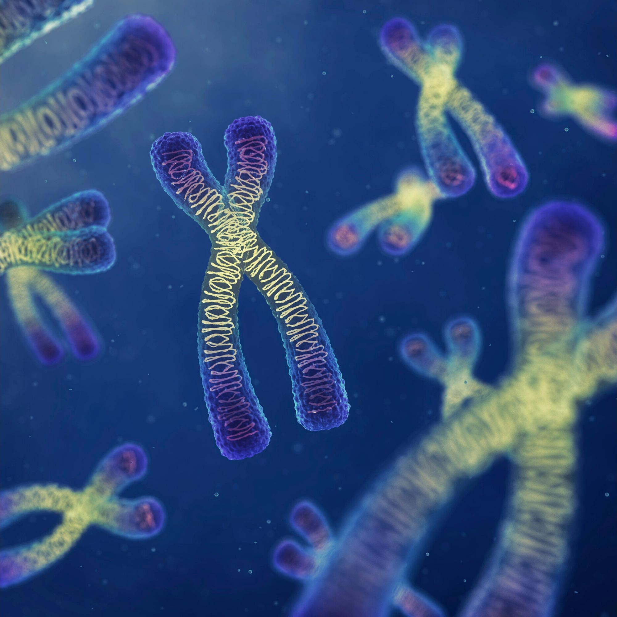 Científicos descubren que los cromosomas son fluidos