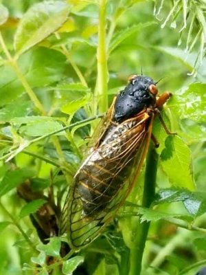 Cicada Flying Zombies