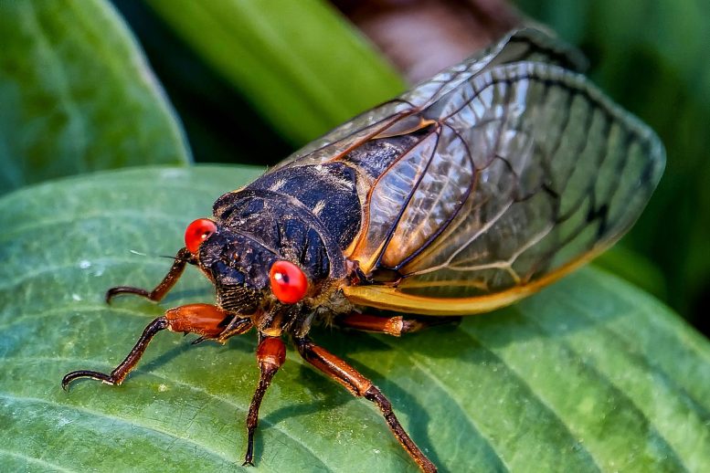 Cicada on Leaf