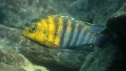 Cichlid Species From Africa's Lake Malawi