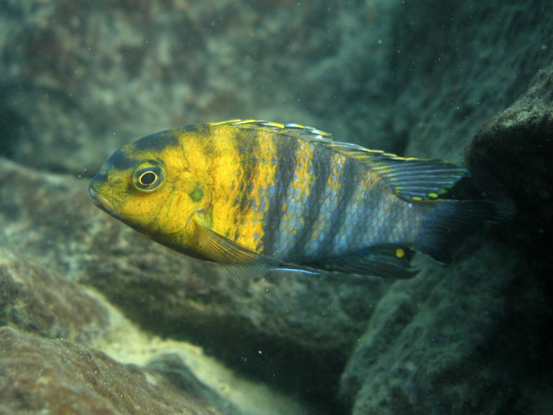 Cichlid Species From Africa's Lake Malawi