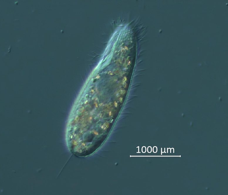 Ciliate Culture Under Microscope