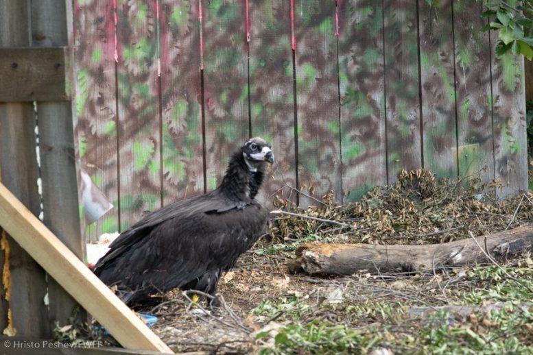 Cinereous Vultures