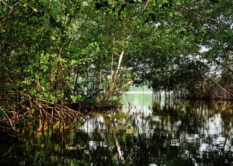 Cispata Bay Mangrove