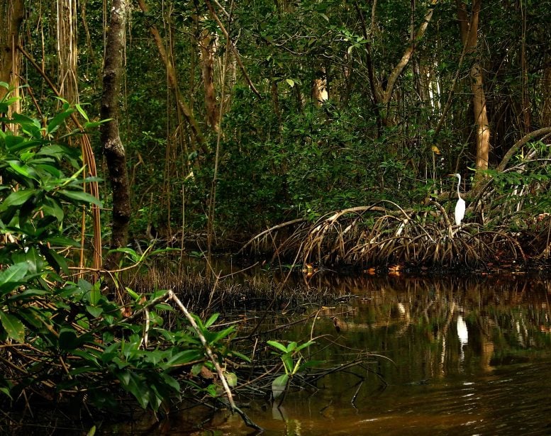 Cispata Bay Mangrove Channel