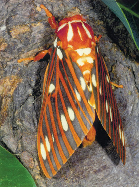 Citheronia-azteca