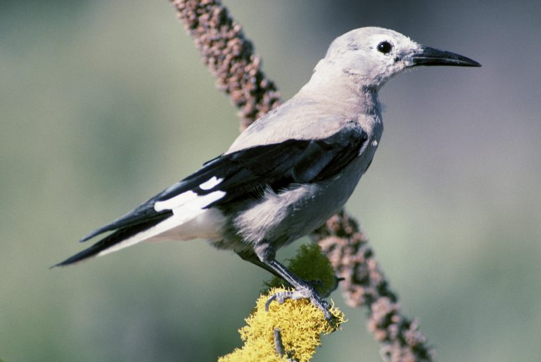 Clarks Nutcracker