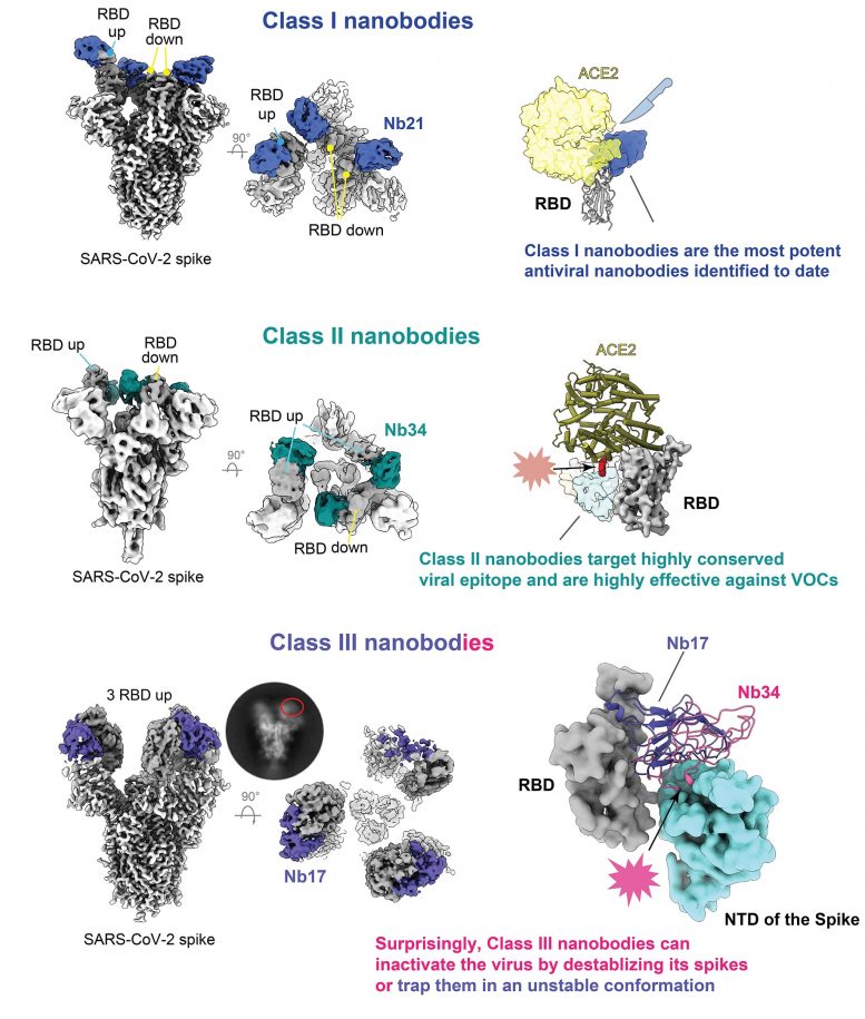 Classes of Nanobodies