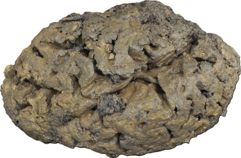 Clay Coated Brain of a Buried Adult From Blackberry Hill Hospital Site Preserved in Waterlogged Grave Conditions