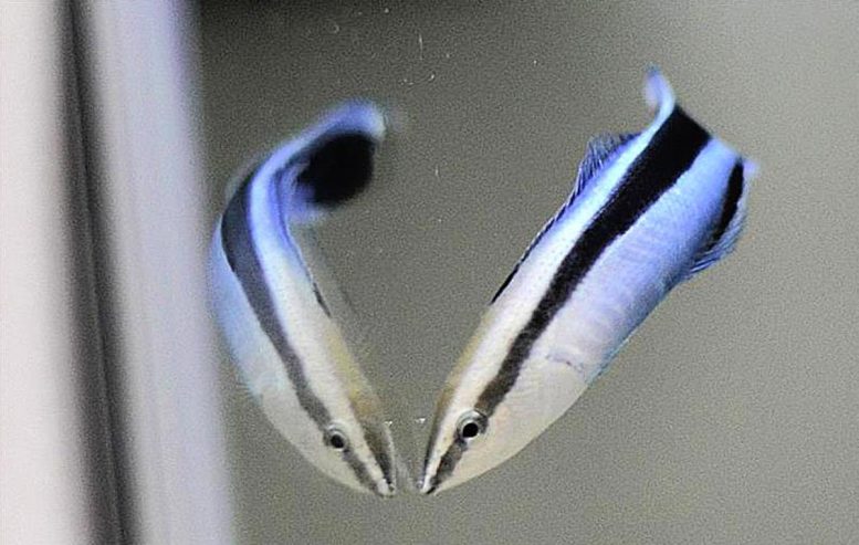 Cleaner Wrasse in Front of Mirror