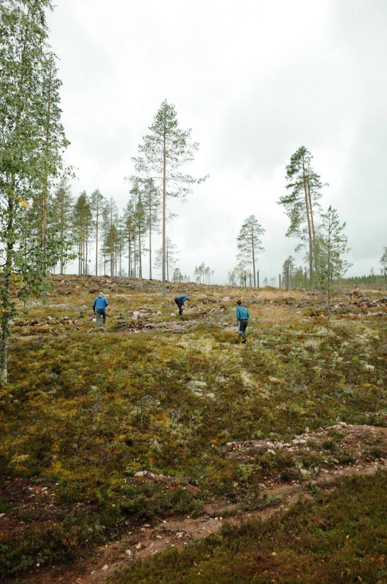 Clear Cut Forest in Dalarna County, Sweden