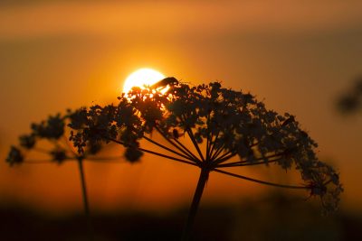 High Temperatures From Climate Change Threaten the Survival of Insects