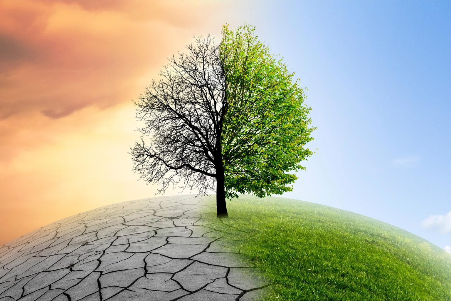 Climate Change vs. Forests: The Carbon Storage Showdown