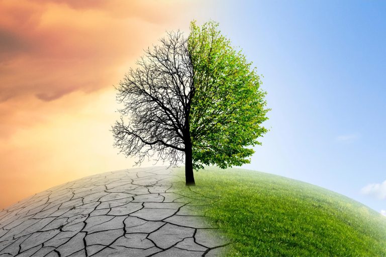 Climate Change In Java Forest Climate Change vs. Forests: The Carbon Storage Showdown