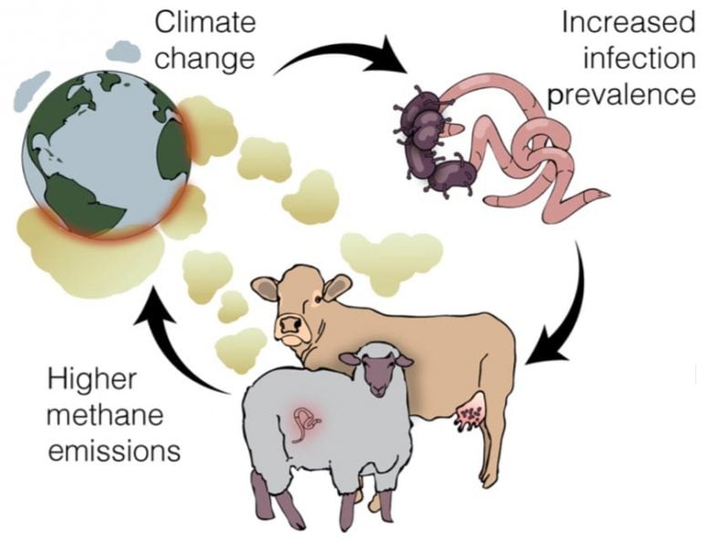 Climate, Infectious Diseases, Methane Emissions Feedback Loop
