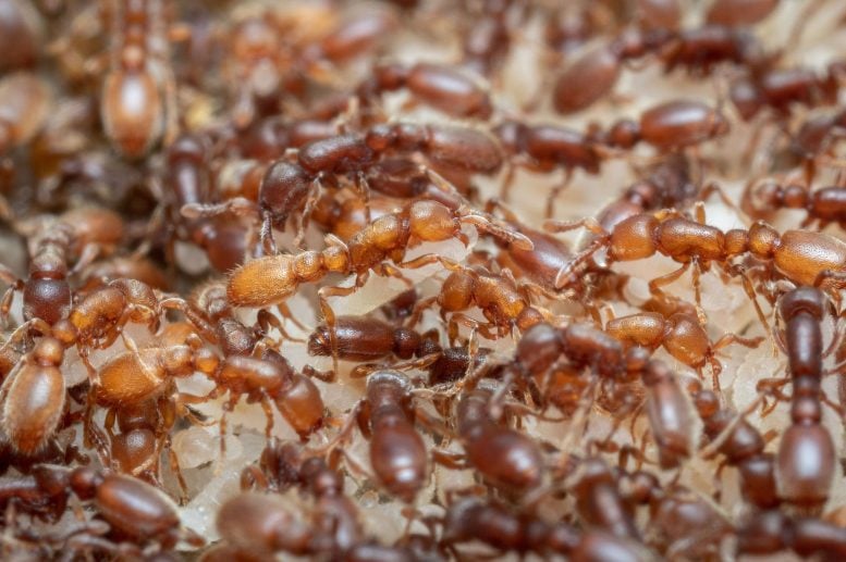 Clonal Raider Ants Tending to Their Larvae