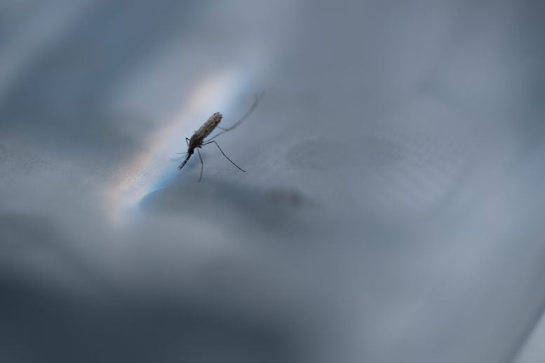 Close Up Image of a Mosquito