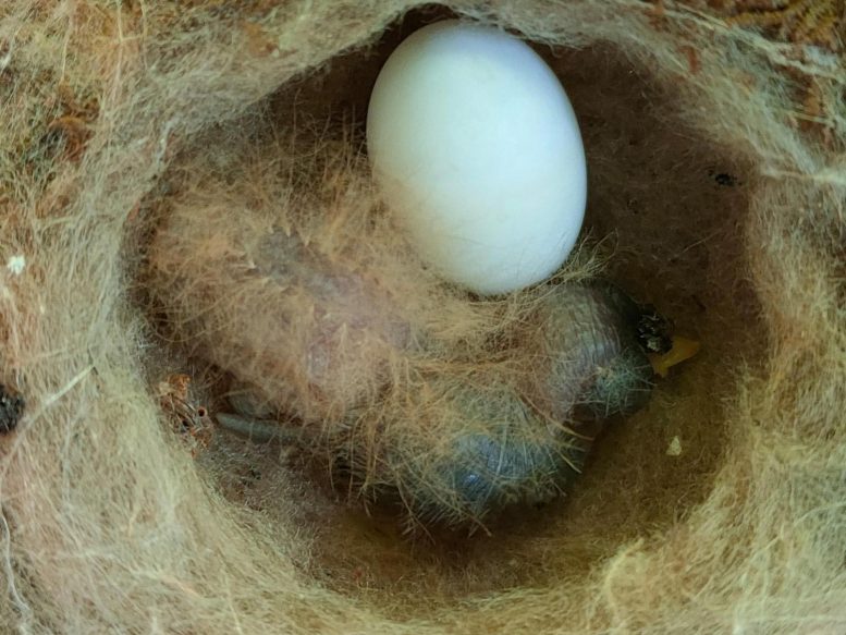 Close Up Picture of Jacobin Hummingbird Chick and Egg