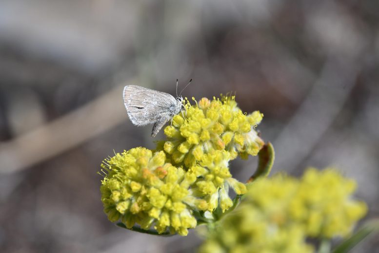 Close Up of Adult Satyrium Curiosolus Feeding on Wildflower Nectar