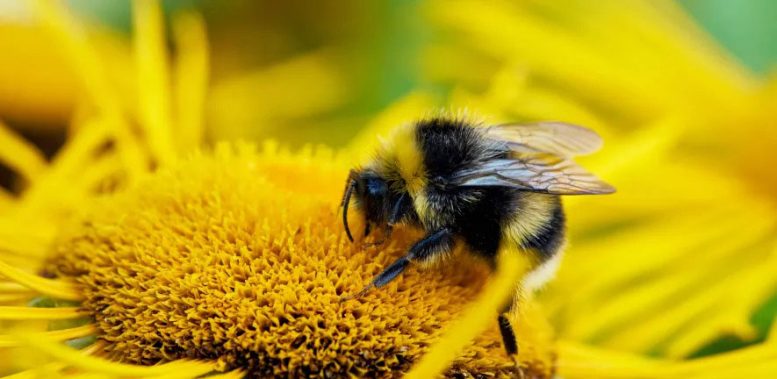 Close Up of Bumblebee Pollinating Yellow Flower