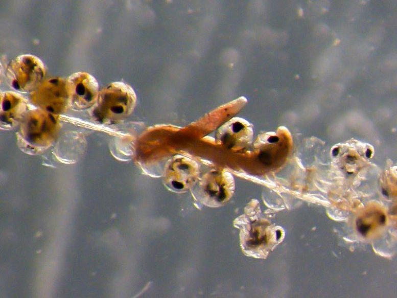Close Up of Carcinonemertes carcinophila