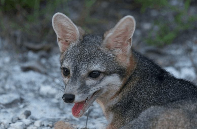 Close Up of Cozumel Fox
