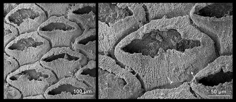 Close Up of Early Cambrian Bryozoan Zooids