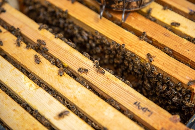 Close Up of Oxford Bee Lab’s Hives