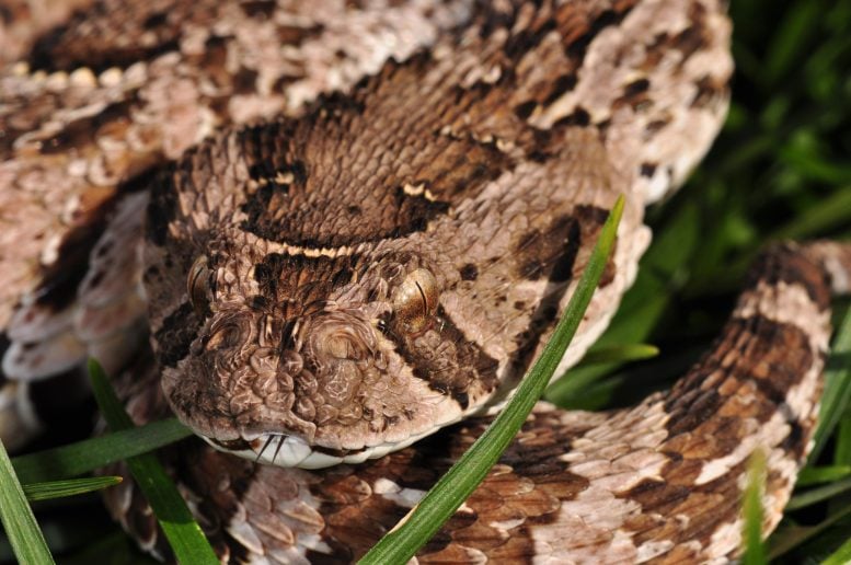 Close Up of Puff Adder Snake in Grass