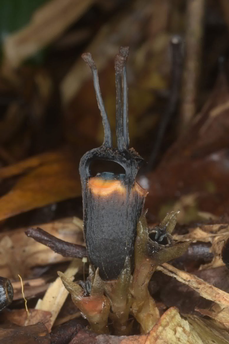 Close Up of Thismia Daemona Flower
