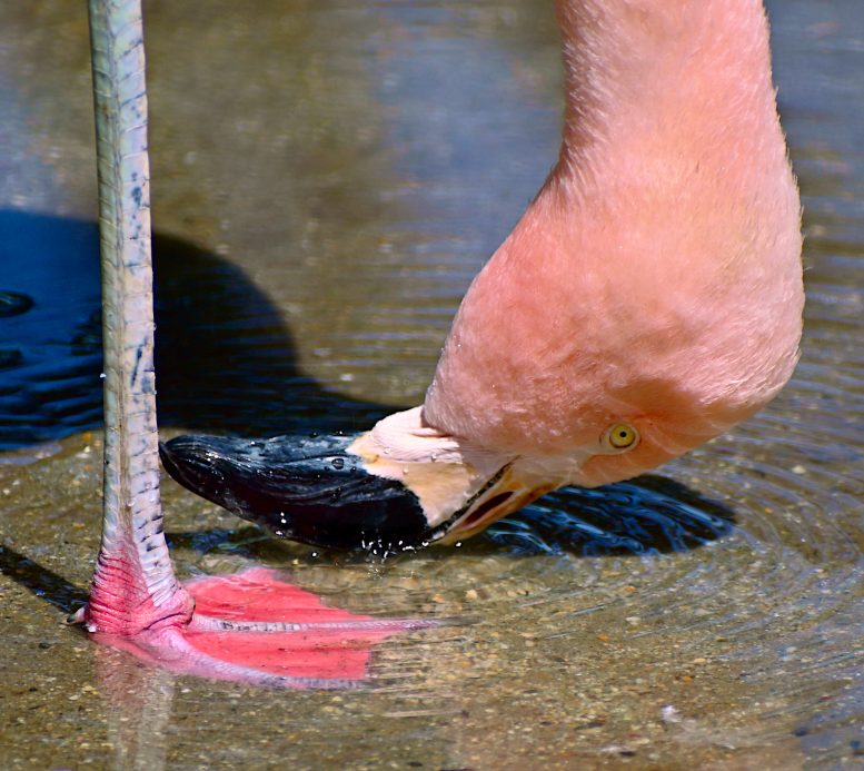 Close Up of a Chilean Flamingo Filtering Food