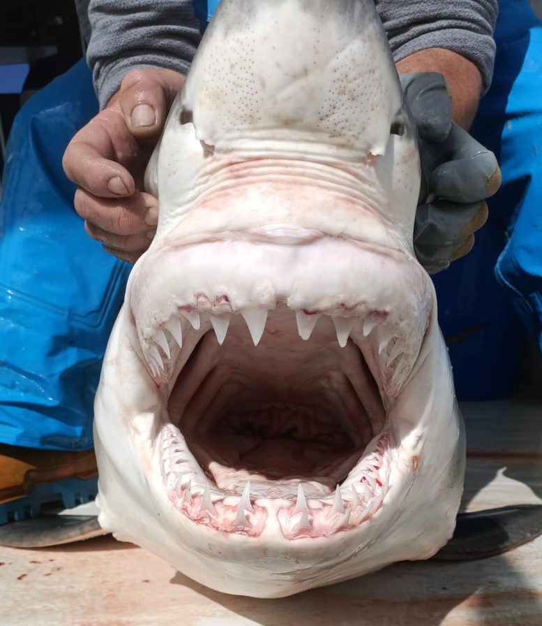 Close up of a juvenile great white shark