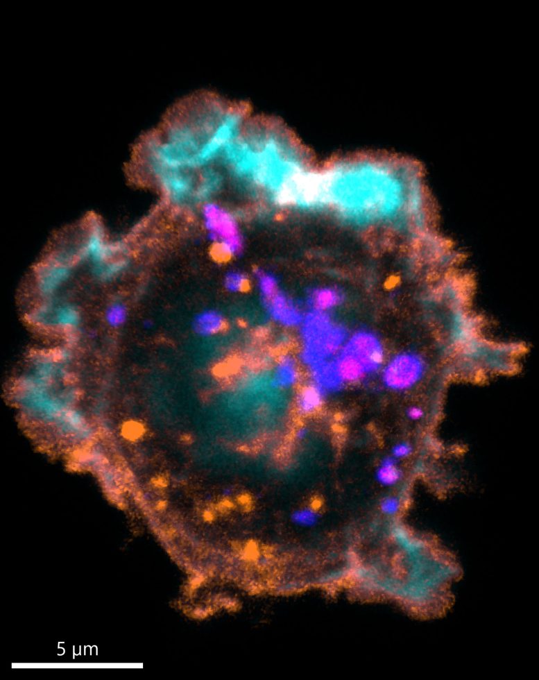 Close Up of a Natural Killer Cell