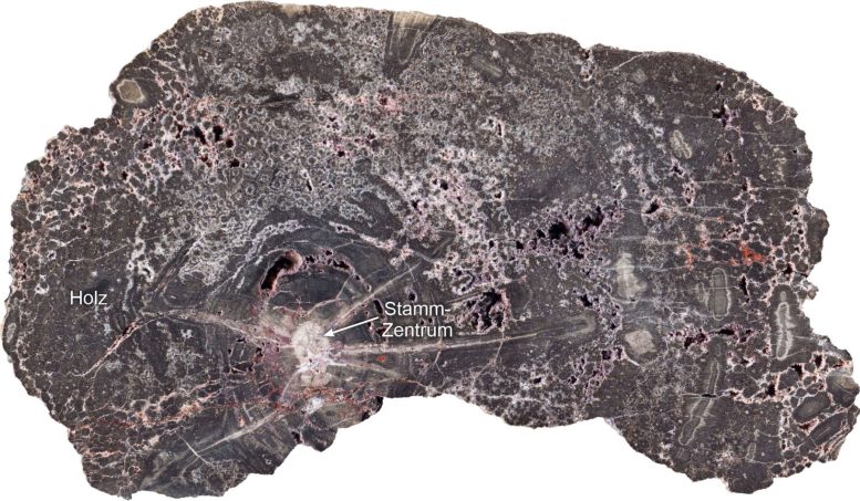 Close Up of a Sectioned Silicified Wood Specimen From the Kyffhäuser