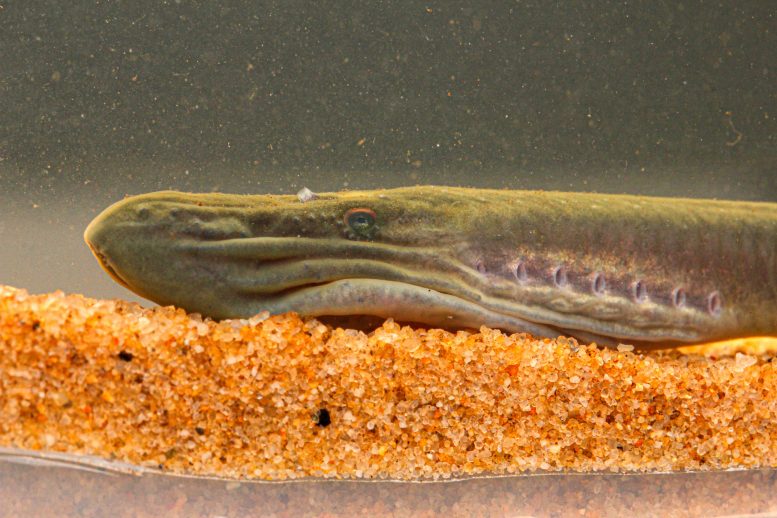 Close Up of the Head of an Adult Male Australian Brook Lamprey