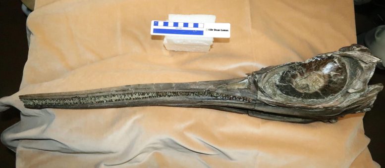 Close Up of the Skull of Xiphodracon Goldencapensis