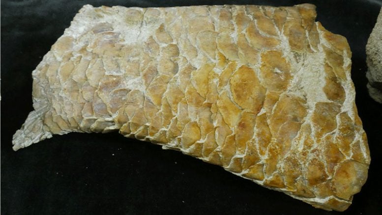 Close Up of the Well Preserved Scales on the 55 Million Year Old Tarpon Fossil Fish