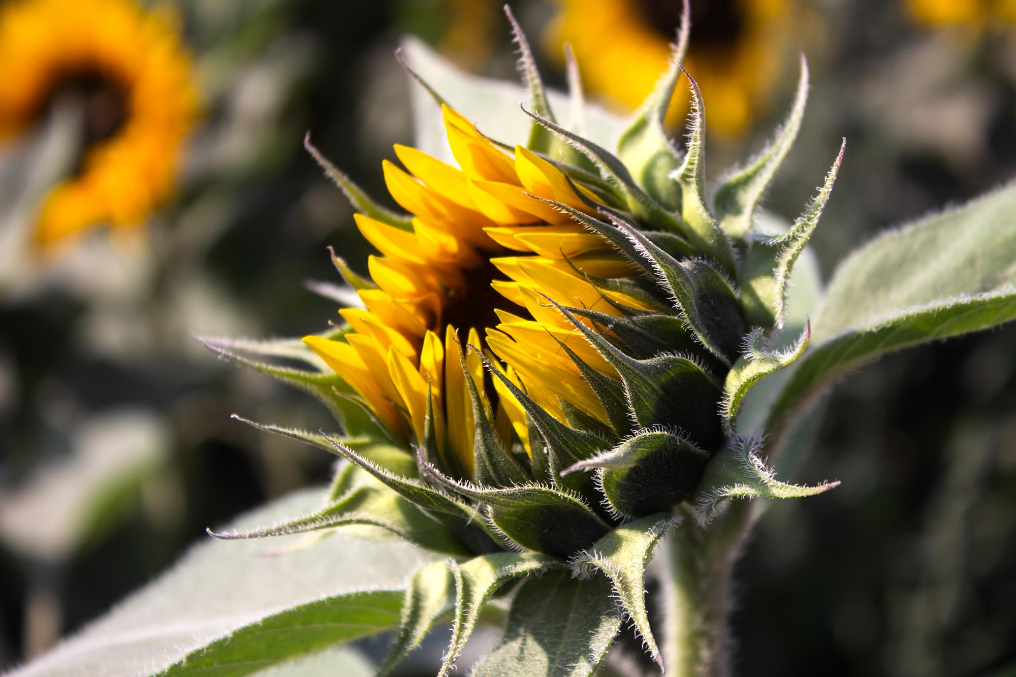 Remarkable Mechanism Plants Use to Protect Themselves From Sun Damage