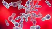 Clostridium difficile Bacteria