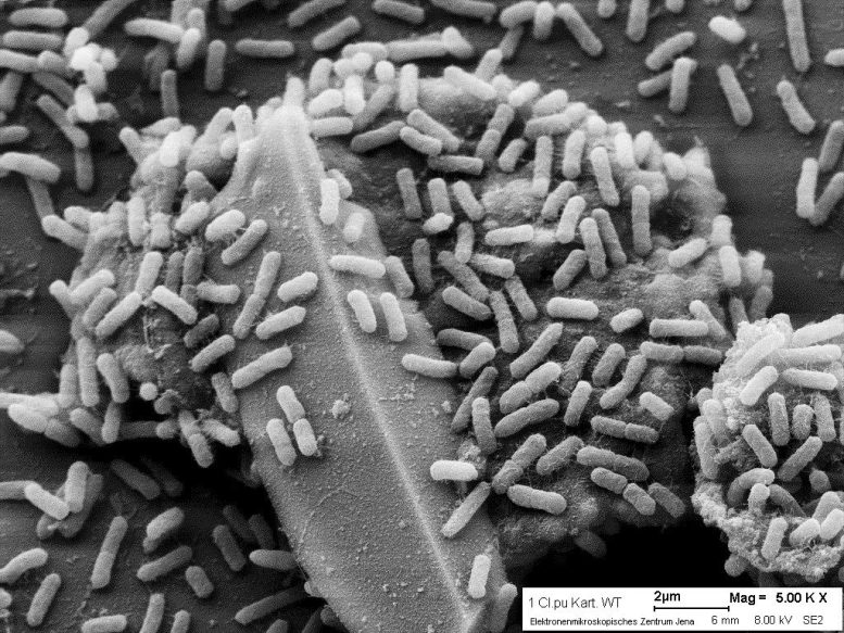 Clostridium puniceum em fatia de batata