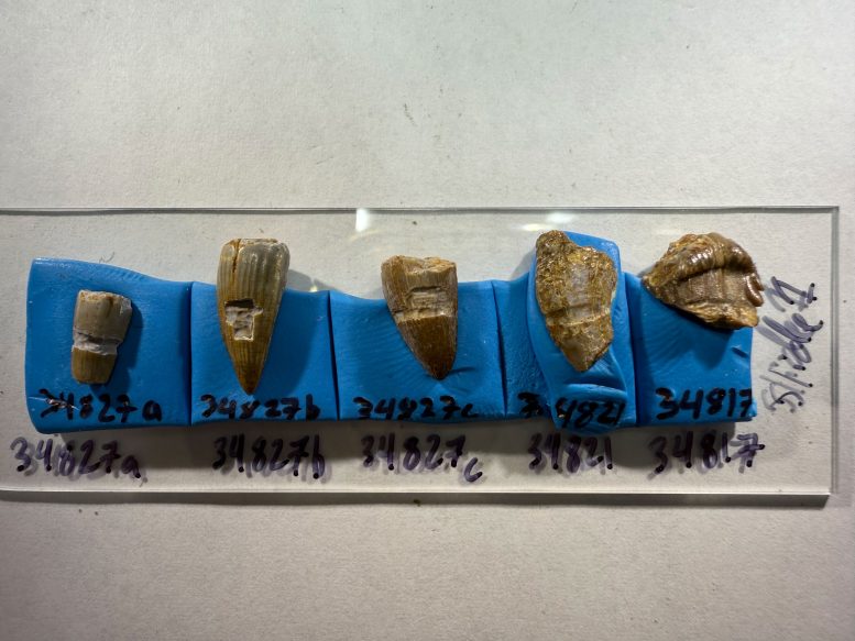 Cloverly Formation Fossil Teeth After Isotopic Sampling