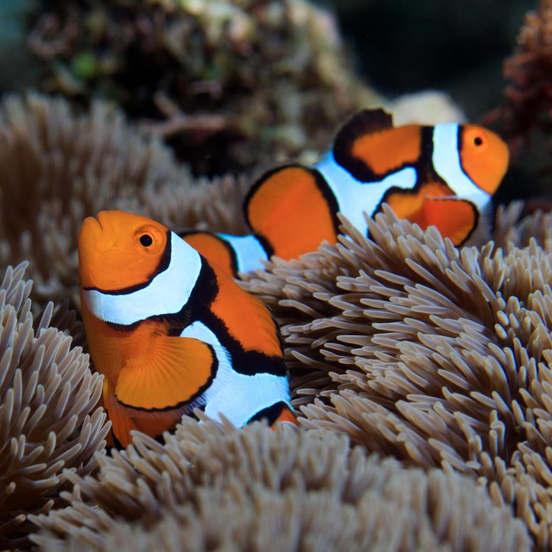 Clownfish Amphiprion percula